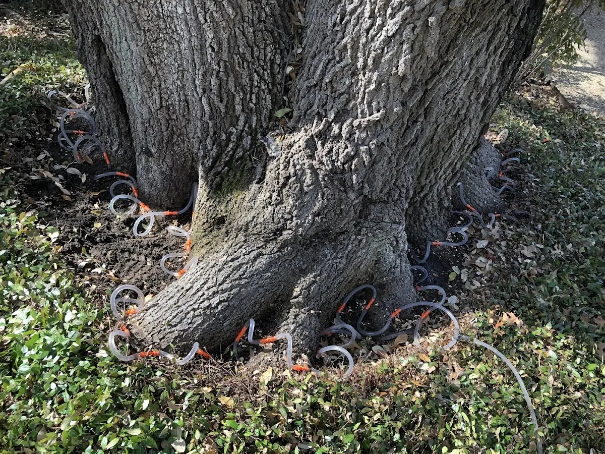 Detailed Tree Cabling and Bracing job site in West Camp