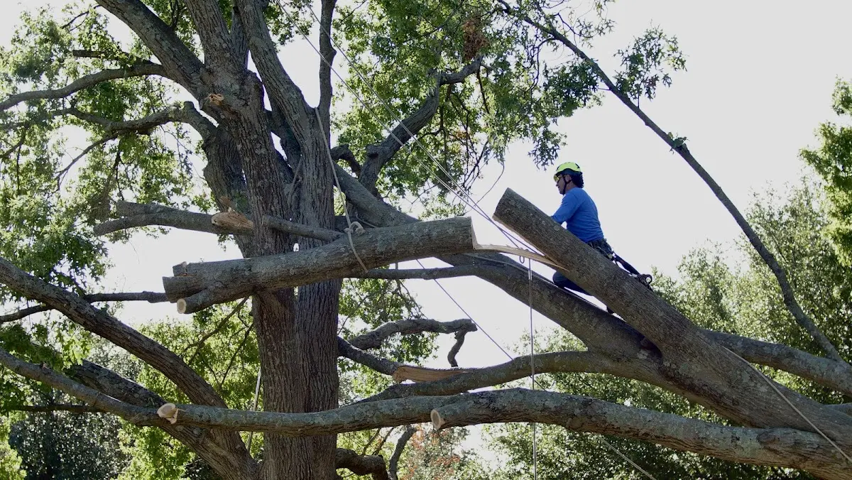 Professional Hazardous Tree Removal performed by certified arborists in West Camp
