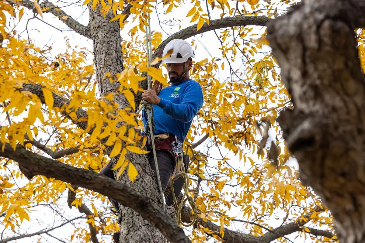 Skilled Tree Trimming crew working in West Camp